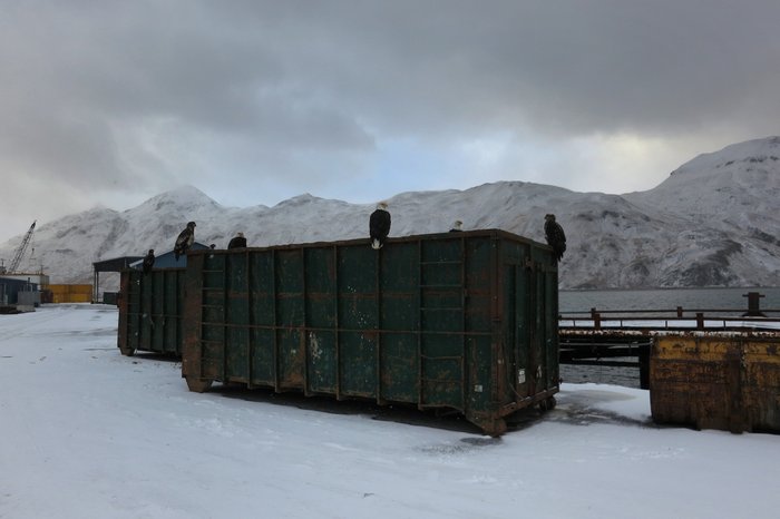 Trash and fish waste is plentiful, keeping eagles well fed in Dutch Harbor/Unalaska.