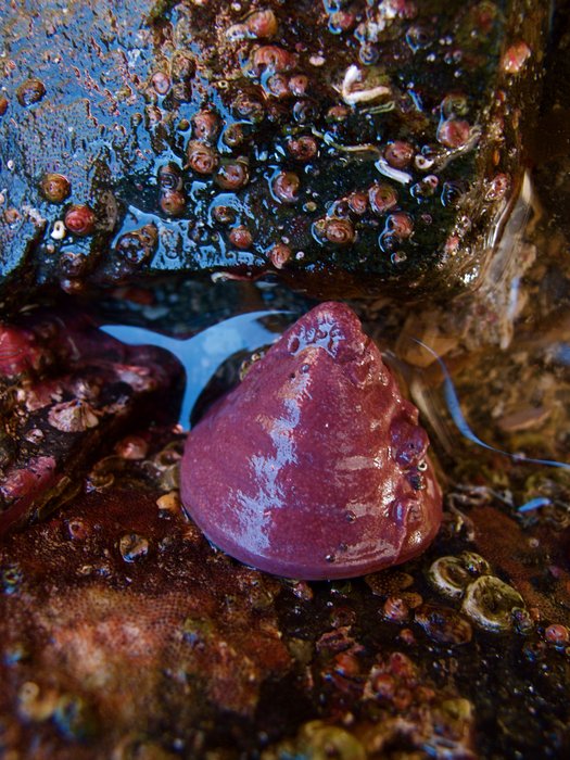 Pink encrusting algae coats the fortress that protects this dunce-cap limpet (Acmaea mitra).