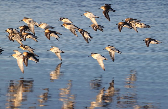 These shorebirds are common around the north pacific, and even up into the arctic ocean.