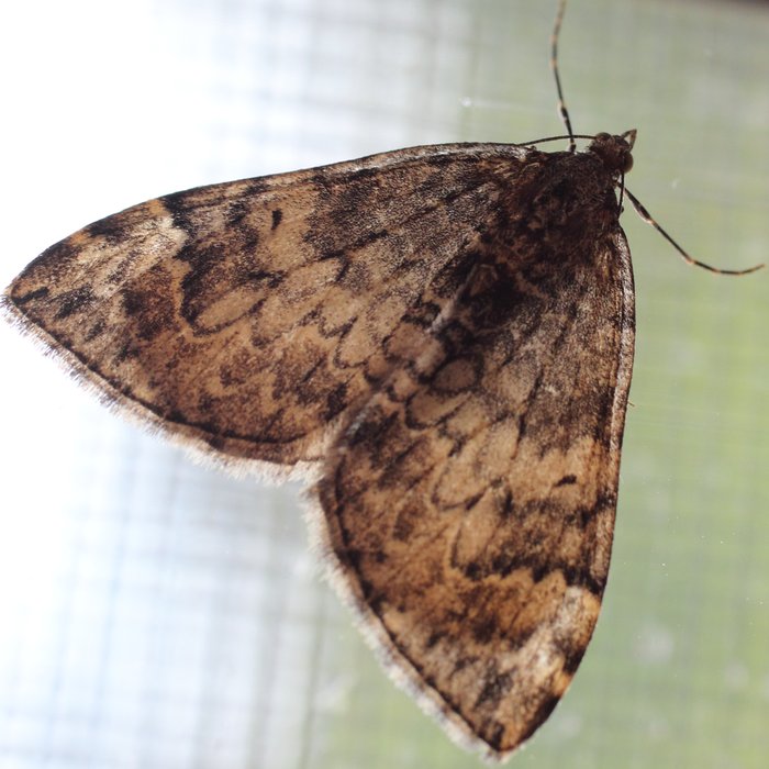 This moth looks very similar to the one I photographed on a spruce tree around the same time.
