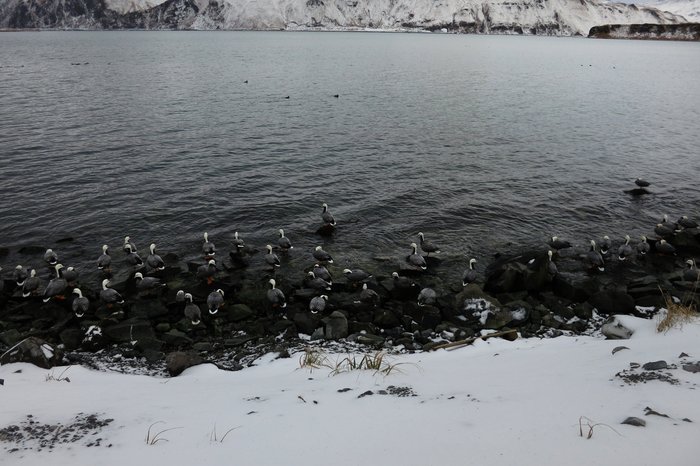 The entire world population of <a href="http://en.wikipedia.org/wiki/Emperor_Goose">Emperor Geese</a> winter in the Aleutians