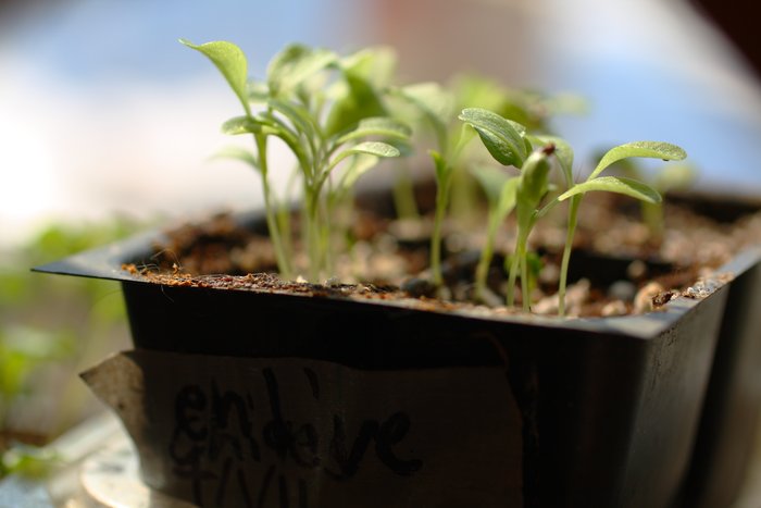 Endive seedlings sprout