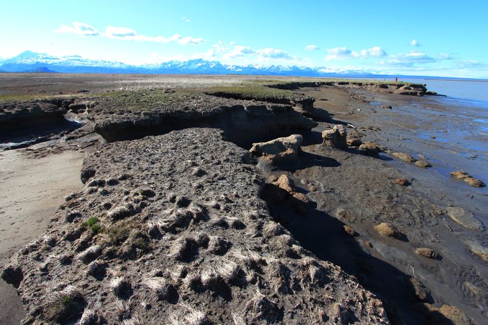 A peat bank erodes along the coast of Redoubt Bay.  Erosional banks like this, often around 2m high, extend for about 12 miles (20 km) between Kustatan and the Drift River.