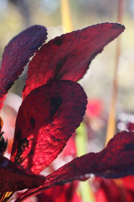 Bearberries are not much prized for their fruit, but the leaves paint tundra with red in fall.