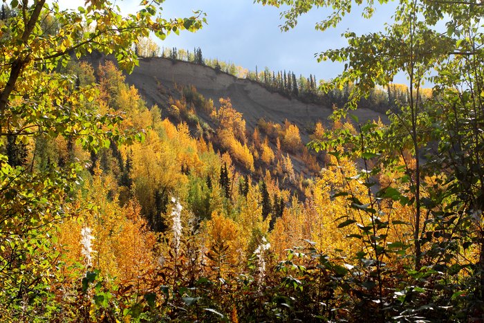 Fall colors decorate the slopes above the Kings River, a tributary of the Matanuska.