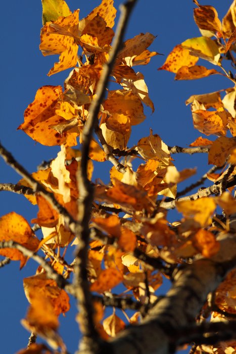 Photos showing fall colored leaves