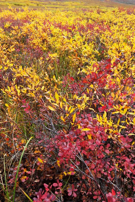 Photos showing fall colored leaves