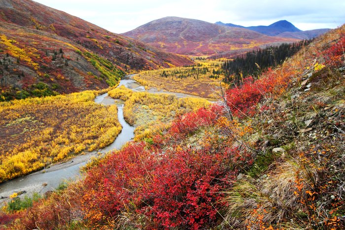 Fall-colored tundra scene in Northwest Alaska