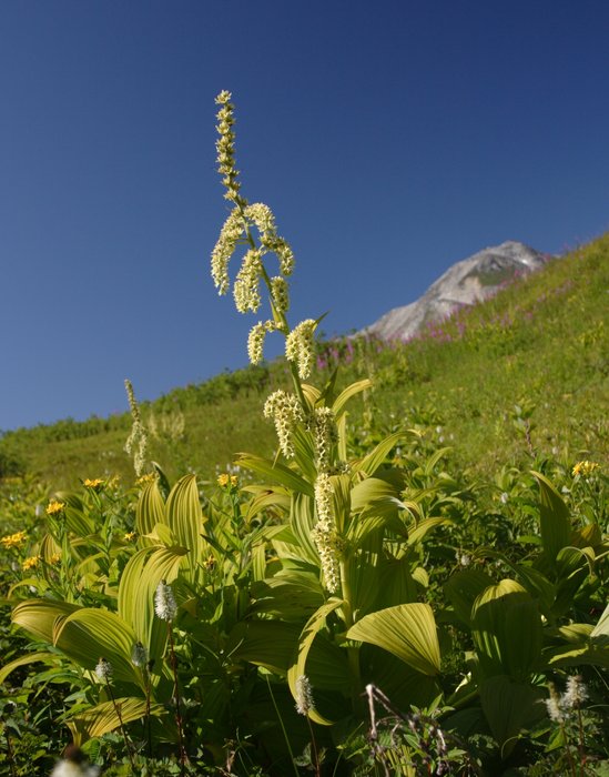 A beautiful and highly poisonous plant common low on alpine slopes in southern Alaska.