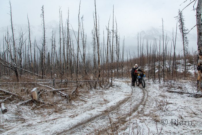 North of the Alaska Range the Iditarod Trail crosses vast forests, some of which has been burnt.
