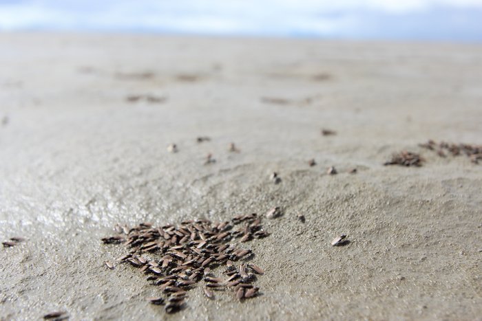 These tiny flies swarmed the mudflats