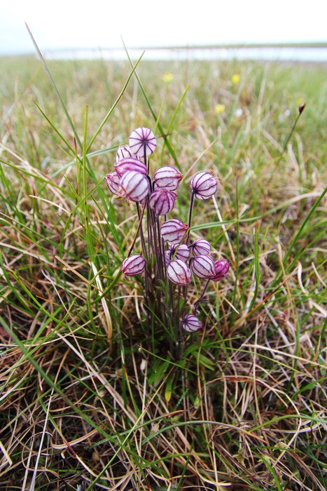 I haven't seen this unusual flower before, but it is quite abundant along the Beaufort Sea coast.