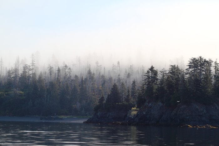 Fog on Kachemak Bay sifts through trees near Sadie Cove.