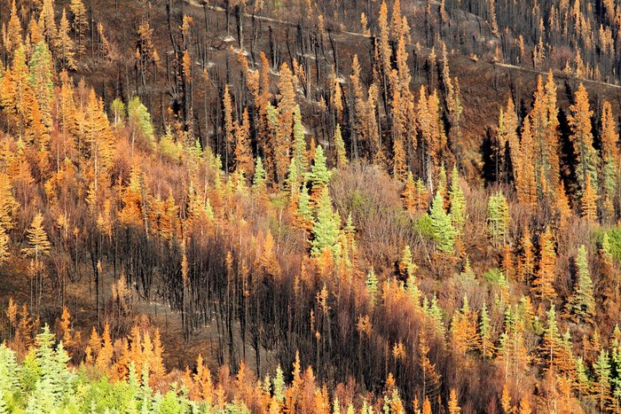Fire left this forest a tapestry of colors... black charcoal, red and yellow singed leaves, and green untouched forest.