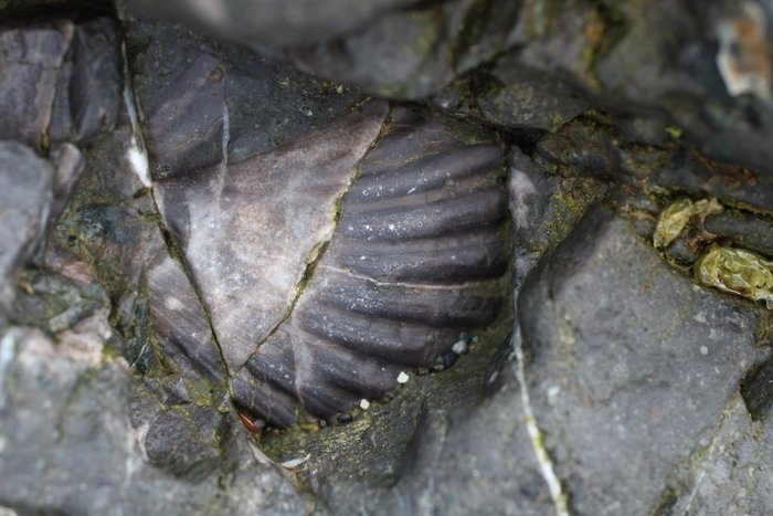 Jurassic sedimentary rocks along the coast of Cook Inlet tell stories of an ancient sea-floor.