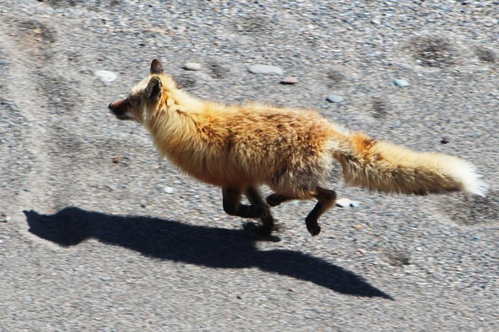 A red fox runs along the shore of Lake Iliamna.