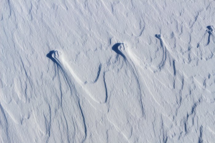 A red fox left these tracks, which were then reworked by the wind.