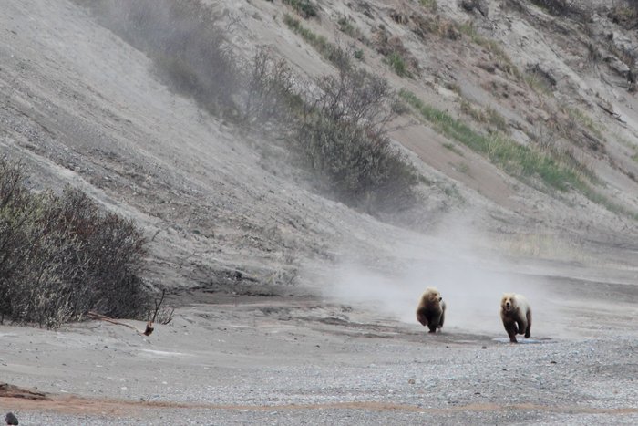 Two young blond brown bears run along the shore of Lake Iliamna.  I think they were playing.