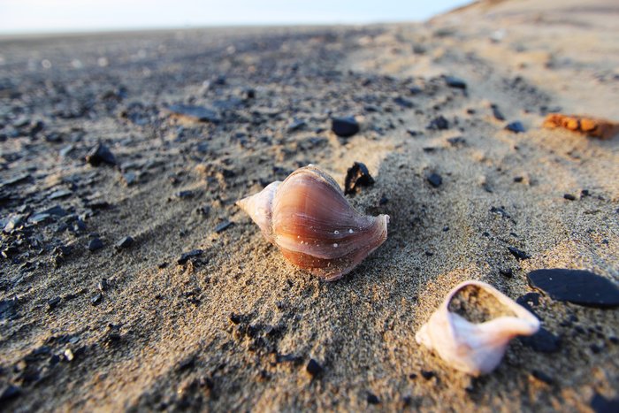The beach near Wainwright is littered with snail (gastropod) shells and coal.  The snails and the clams they prey on are food for walruses, and the coal is washed out of vast deposits beneath the tundra.