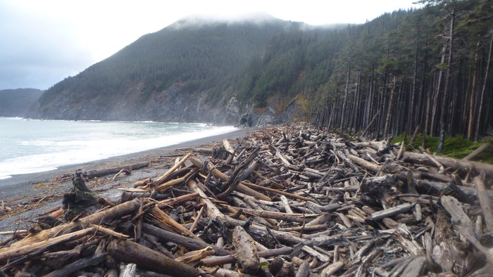 A famous driftwood beach on the south coast of the Kenai Peninsula.