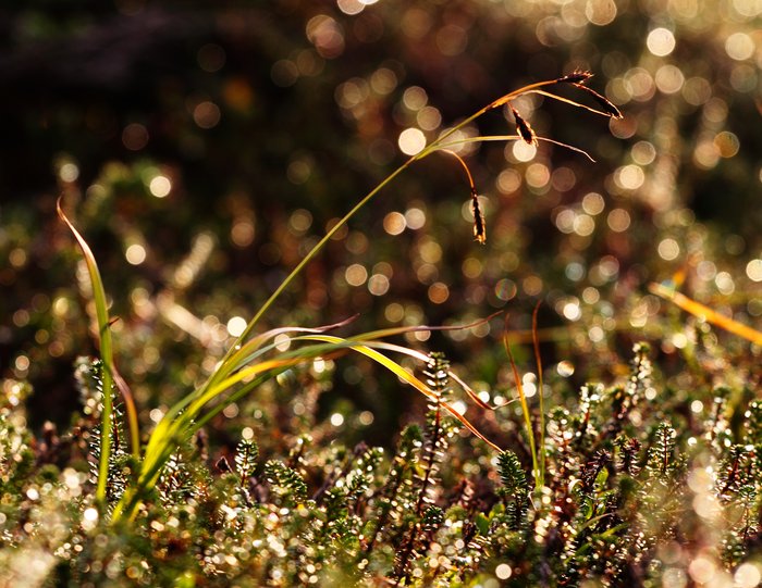 The evening sun lights up a single tuft of grass among the heather.