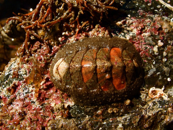 Hairy chitons (Mopalia) have a rough mantle surrounding eight valves, or overlapping plates of armor. They often have drastically different colored plates.