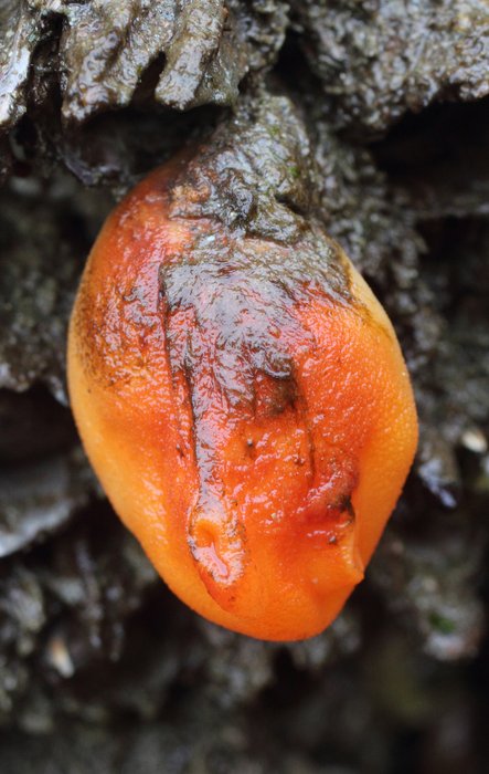 Sea Peach tunicate