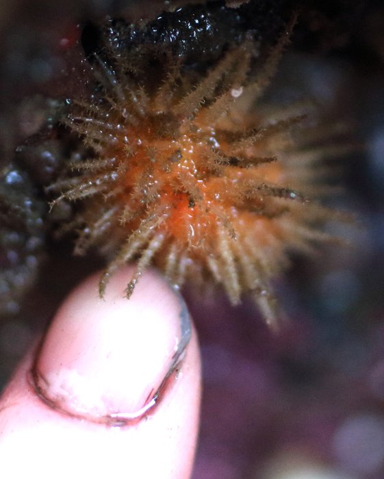 Sea Hedgehog tunicate