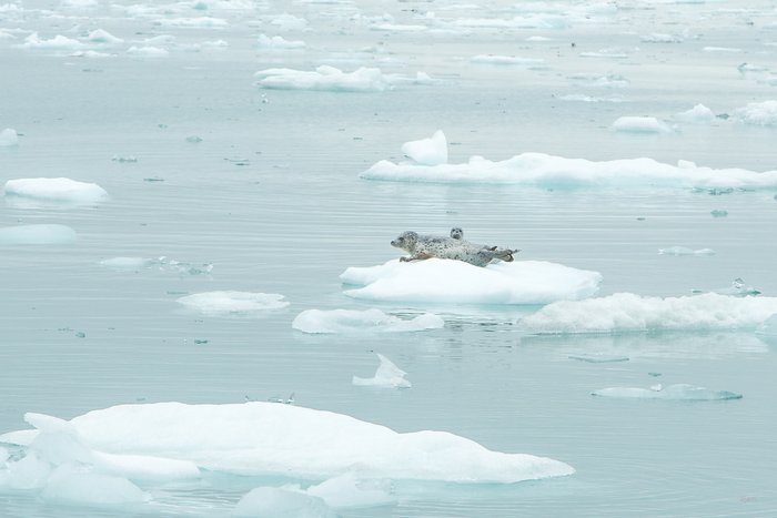 A harbor seal mother and pup rest on growler ice, in Icy Bay, Alaska. 