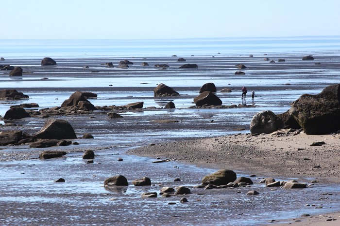 Weaving between glacial erratics on the sand and mud flats, searching for clams