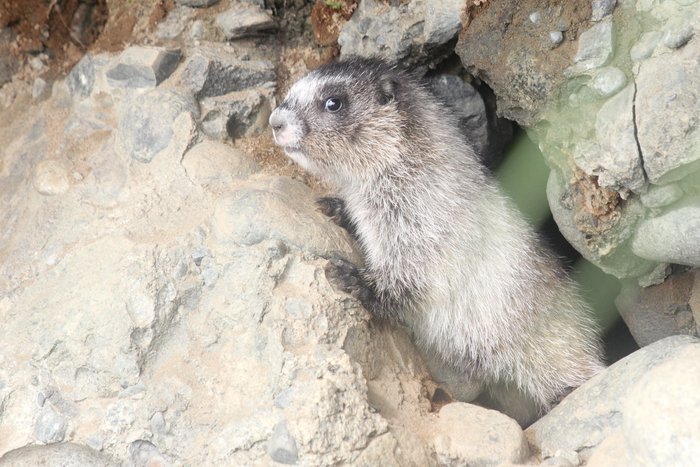 Hoary marmot pup peeking out of seaside burrow