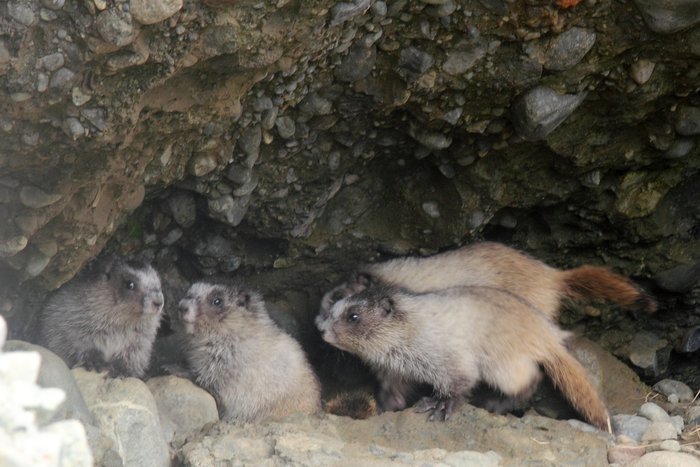 Hoary marmot pups in their coastal burrow