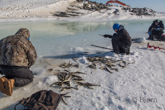 In Unalakleet people ice fish for tom cod which will later be used as crab bait.