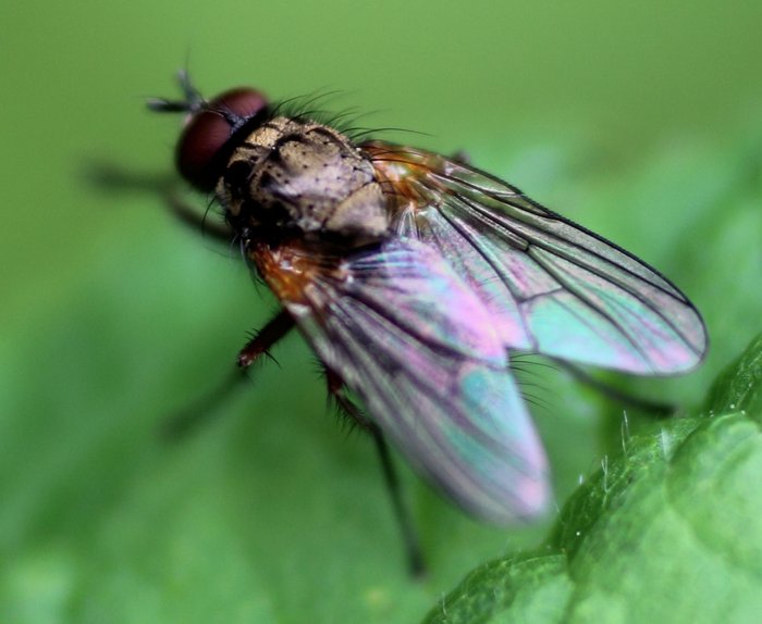 This photo nicely shows this fly, hopefully that will help me narrow it down amongst thousands of species.