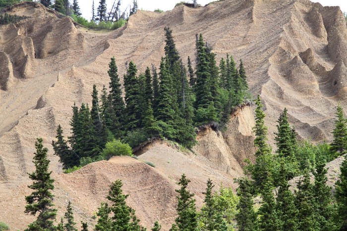 Trees perch on a flat shelf in a sculpted gully, near <a href="http://www.groundtruthtrekking.org/Issues/AlaskaCoal/UsibelliCoalMine.html">Usibelli's coal mines</a>