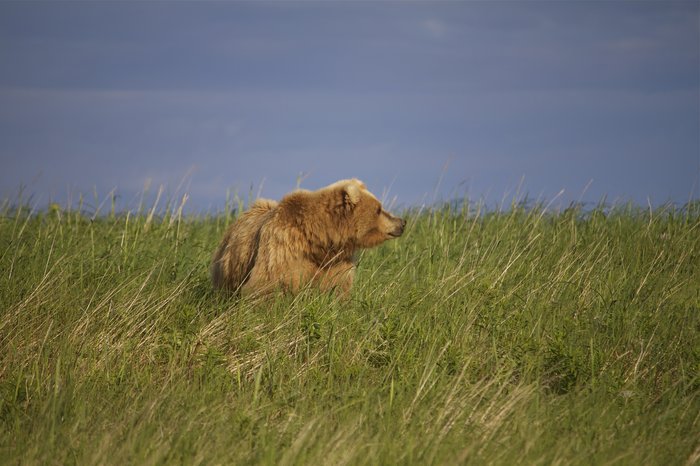 Bear in tall beach grass