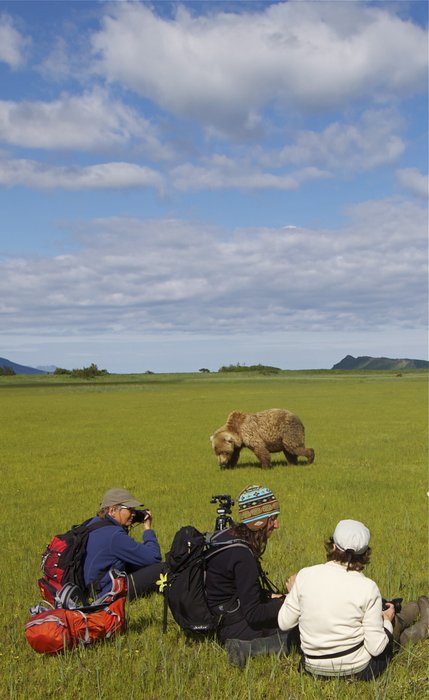 Grizzly Bear viewing