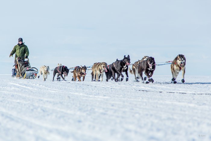 The crowd cheers as the mushers head out of Kotzebue on the Kobuk 440 sled dog race. 