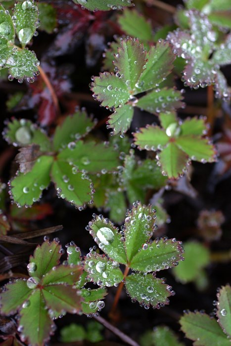 Water droplets on salad vetch.