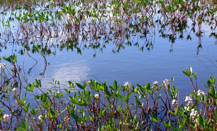 Marsh pond. 