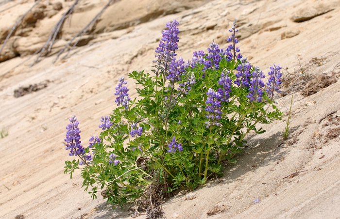 Lupines growing on a sandy bluff of Kvichak River.