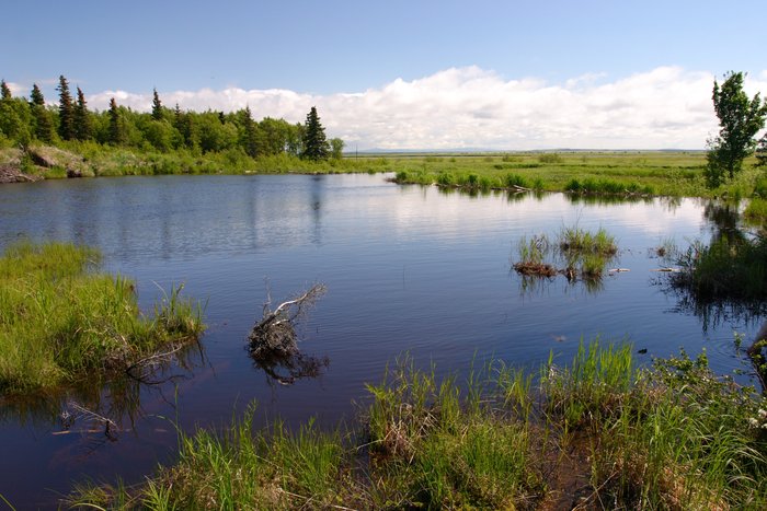 Beaver pond above the Kvichak River.