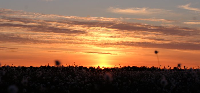 Sunset over the cotton grass, near Levelock.
