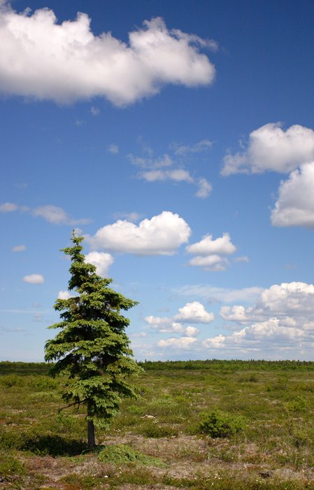 Lonely spruce in the tundra. 