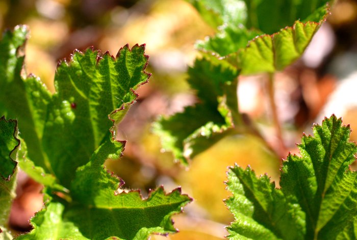 Sunlit cloudberry leaves