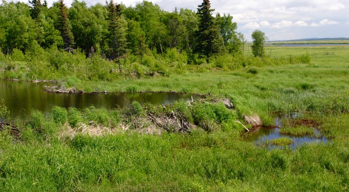 Beaver dam in the marshy grassland along the Kvichak River. 