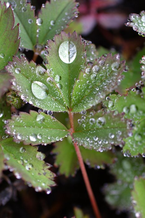 Water droplets on salad vetch. 