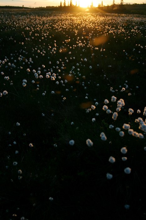The last rays of sun highlight the white poofs of a cotton grass meadow.