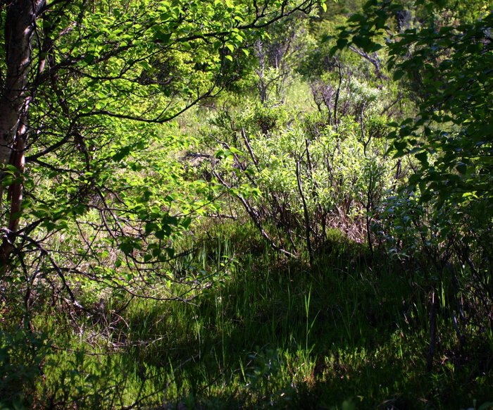 Sunlight through the brush along the lower Kvichak River.