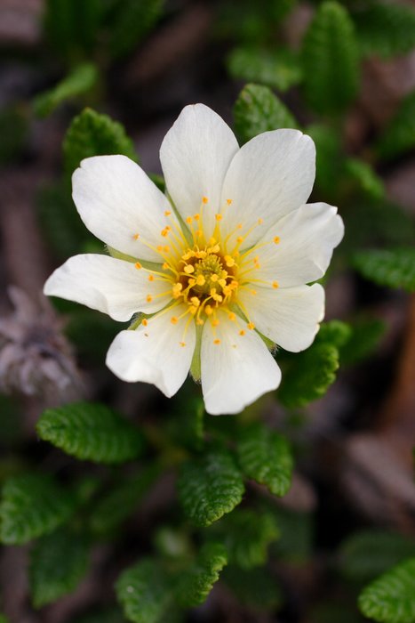 White tundra wildflower.